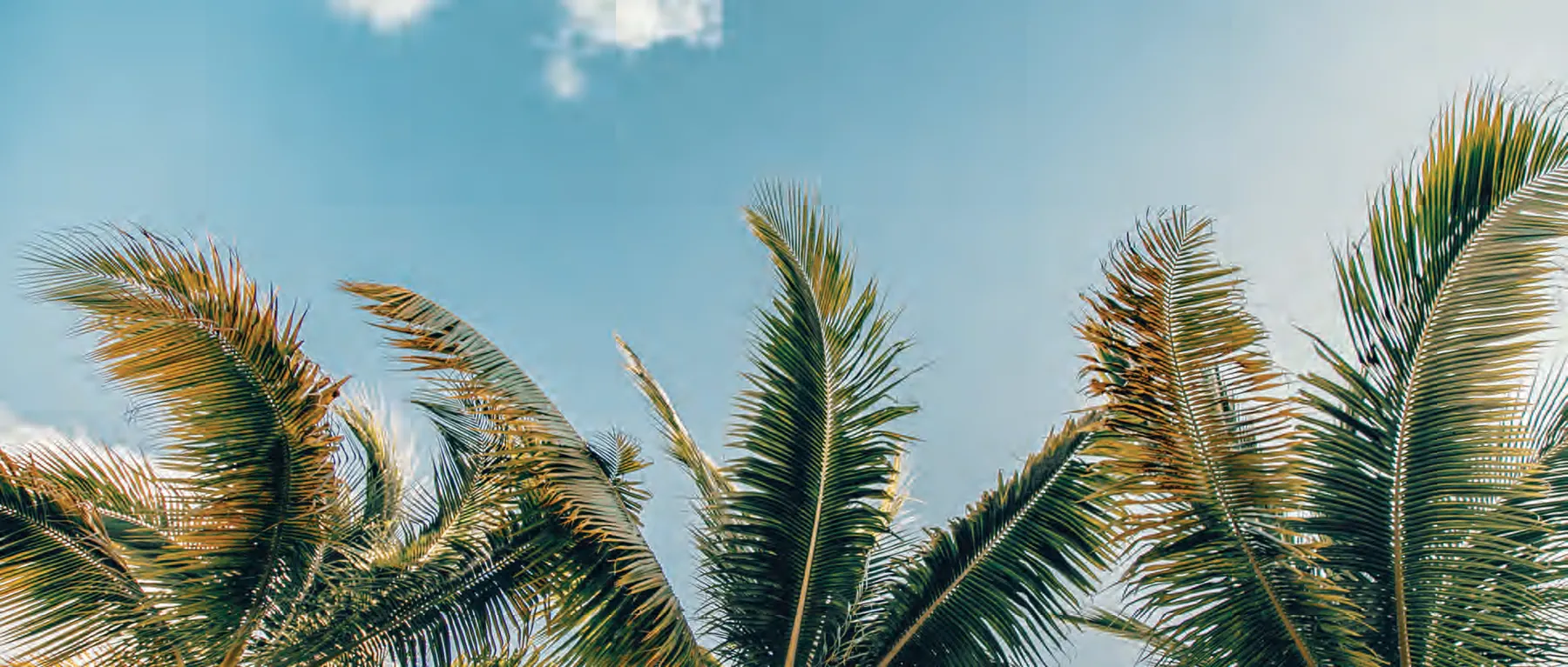 Palmas III — sobre el proyecto